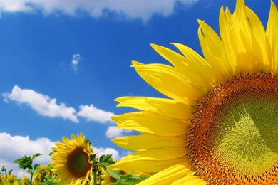 Sunflower Wallpapers HD Pictures