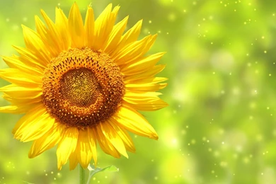 Lovely Sunflowers Wallpapers   HD Images New