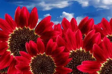 Sunflower Wallpapers Wallpapers   HD Wallpapers 83265