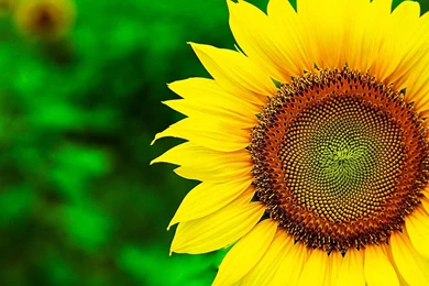 Sunflower Wallpapers HD Best Collection Of Yellow Flowers