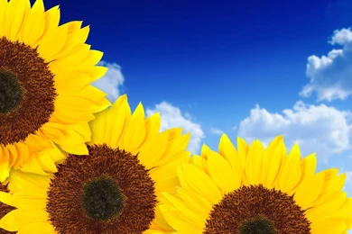 Yello Sunflower Wallpapers  AtozWallpapers