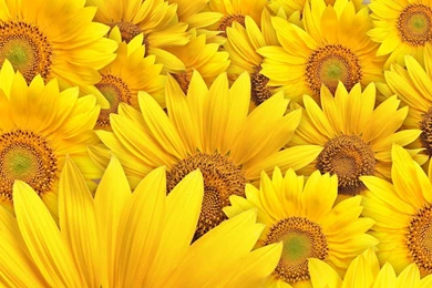 Amazing Sunflower Nature Hd Wallpapers