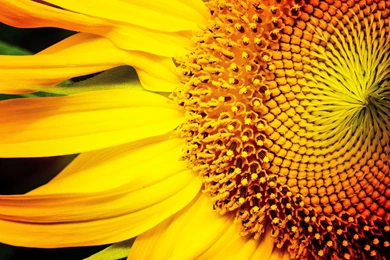 Sunflower Wallpapers :: HD Wallpapers