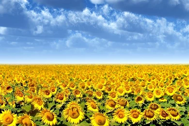 Sunflower Wallpapers Wallpapers   HD Wallpapers 83269