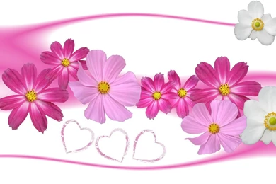 30 Beautiful Flower Wallpapers For You