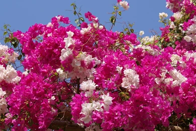 Gallery For   Flower In Wallpapers