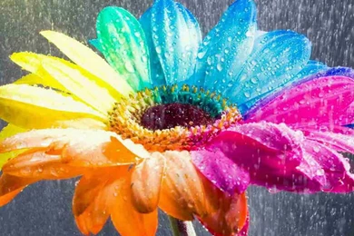 20+ HD Beautiful Flowers Wallpapers Free Download