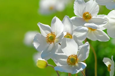 Gallery For   Beautiful Cute Flowers Wallpapers