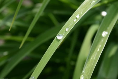 Dew Drops Wallpapers   20209