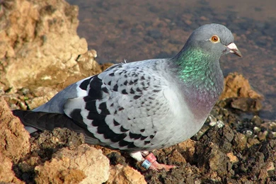 Pigeon New HD Wallpapers