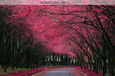 Free Desktop Wallpapers Nature