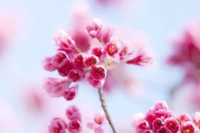 Gallery For   Iphone Wallpapers Flowers