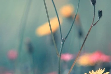 Flowers iPhone 5s Wallpapers