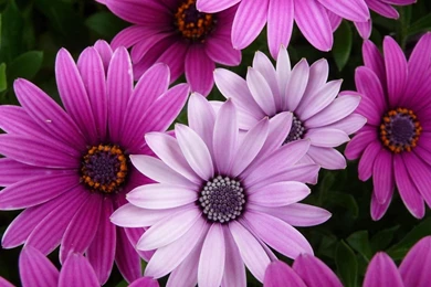 Pretty Flower Wallpapers