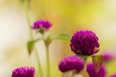 iPhone 6 Wallpapers: Flowers   IPhone6wp.com