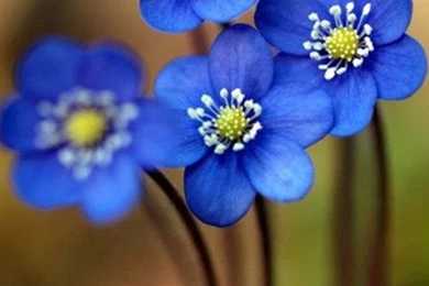 Blue Flowers.jpg