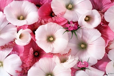 Beautiful Flowers Wallpapers Download   HD Wallpapers Lovely