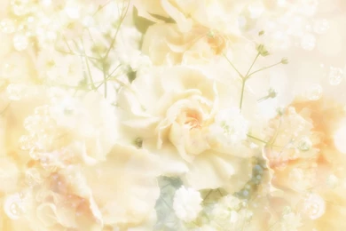 Beautiful flowers background_83881 1920x1200.jpg