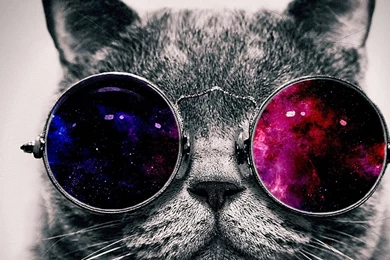 2560x1080 21:9 TV Cat Wallpapers HD, Desktop Backgrounds 2560x1080
