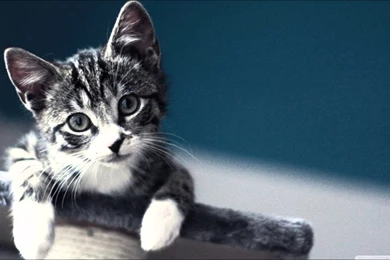 Best Cat Wallpapers Of 2013 HD   YouTube
