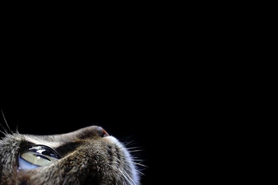 Best Face Cat Black Backgrounds Wallpapers For A