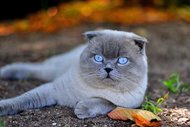 Cat Wallpapers HD Best Collection Of Cute And Beautiful Cats