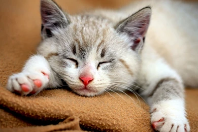 Best Cute Cat Wallpapers