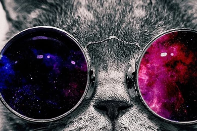 Dual Wide Cat Wallpapers HD, Desktop Backgrounds 3840x1200