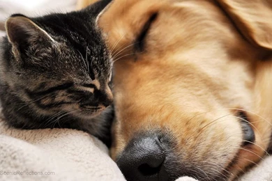 Best Friends Cat And Dog Free Wallpapers