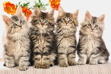 Four Cute Little Cat Wallpapers