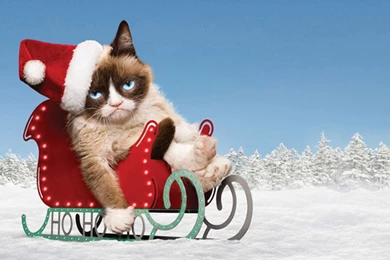 Grumpy Cat Wallpapers Desktop Backgrounds