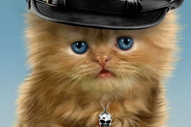 Best Funny Cat Wallpapers For Mobile Phones