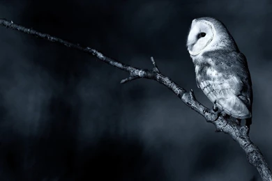 Nature Branch Bird Owl Photo.jpg