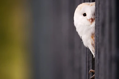 White Owl Wallpapers