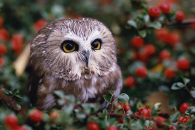 Gallery For   Free Wallpapers Owls
