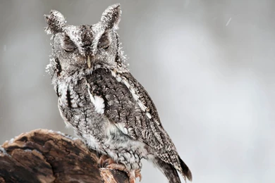 Daily Wallpaper: Winter Owl