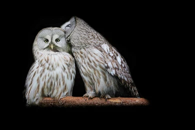 Flying Owl HD Wallpapers