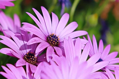 Daisy Family   Flower Wallpapers Page 2   Crazy Frankenstein