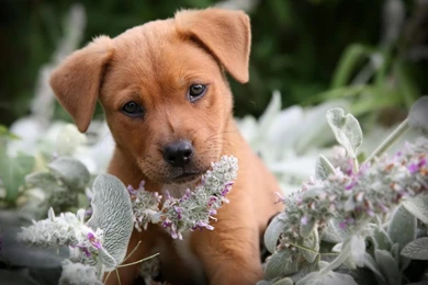 German shepherd puppy