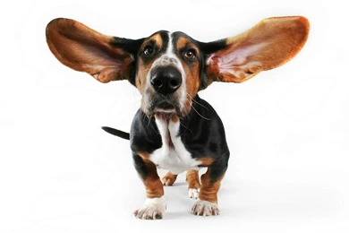 Funny Puppy Pictures For Facebook Wallpapers Free Download HD ...