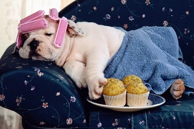 Funny English Bull Dog Wallpapers For Your Computer Desktop