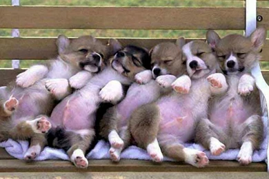 Cute Funny Puppies >> HD Wallpaper, Get It Now!