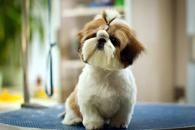 Gallery For   Cute Pet Wallpapers