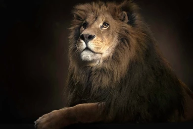 Gallery For   Apple Desktop Wallpapers In Portrait