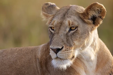 Female Lion Desktop Backgrounds HD 1920x1200