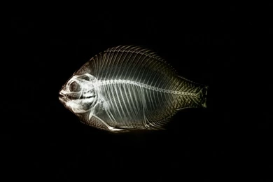 Fish Bone 1400x1050 Wallpapers, 1400x1050 Wallpapers & Pictures ...