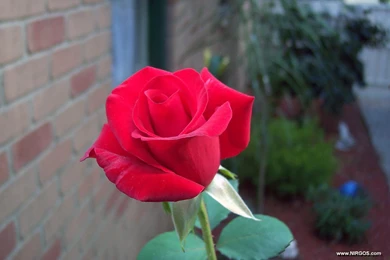 Desktop Wallpapers Free. Wallpapers Free Download. Desktop Wallpapers ...