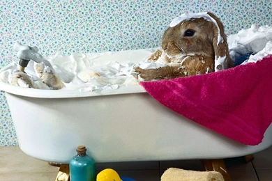 Easter bunny desktops i7.jpg