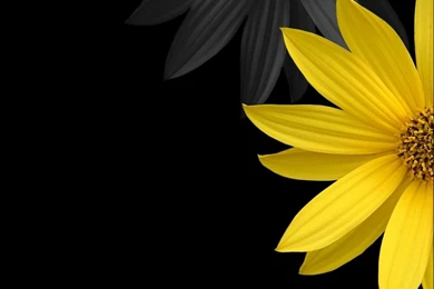 Simple Flower iPad Wallpapers Download