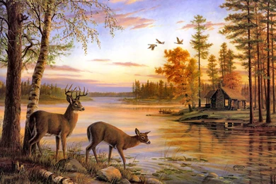 Nature Scenes With Deer